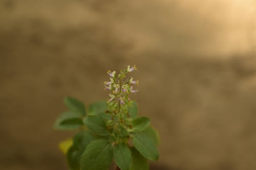 Бесплатное стоковое фото с ocimum, красивый цветок, листья мяты