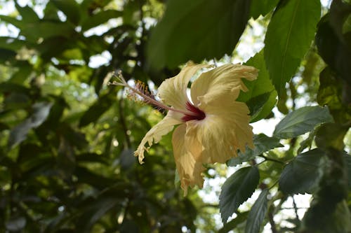 ハイビスカス, ハイビスカスの花, 美しい花の無料の写真素材