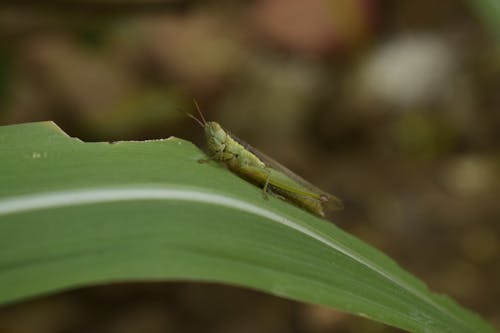 greenhoper, バッタ, 緑の無料の写真素材