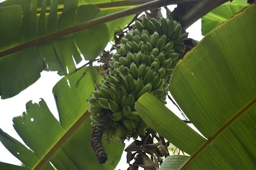 Ilmainen kuvapankkikuva tunnisteilla banaani, banaaninlehdet, banaanipuu