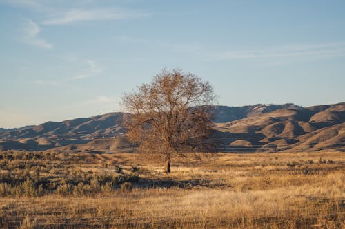 Foto d'estoc gratuïta de a l'aire lliure, arbre, bellesa