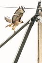From below of attentive sharp shinned hawk with spotted plumage and spiky beak standing on wooden post with wide spread wings on white background