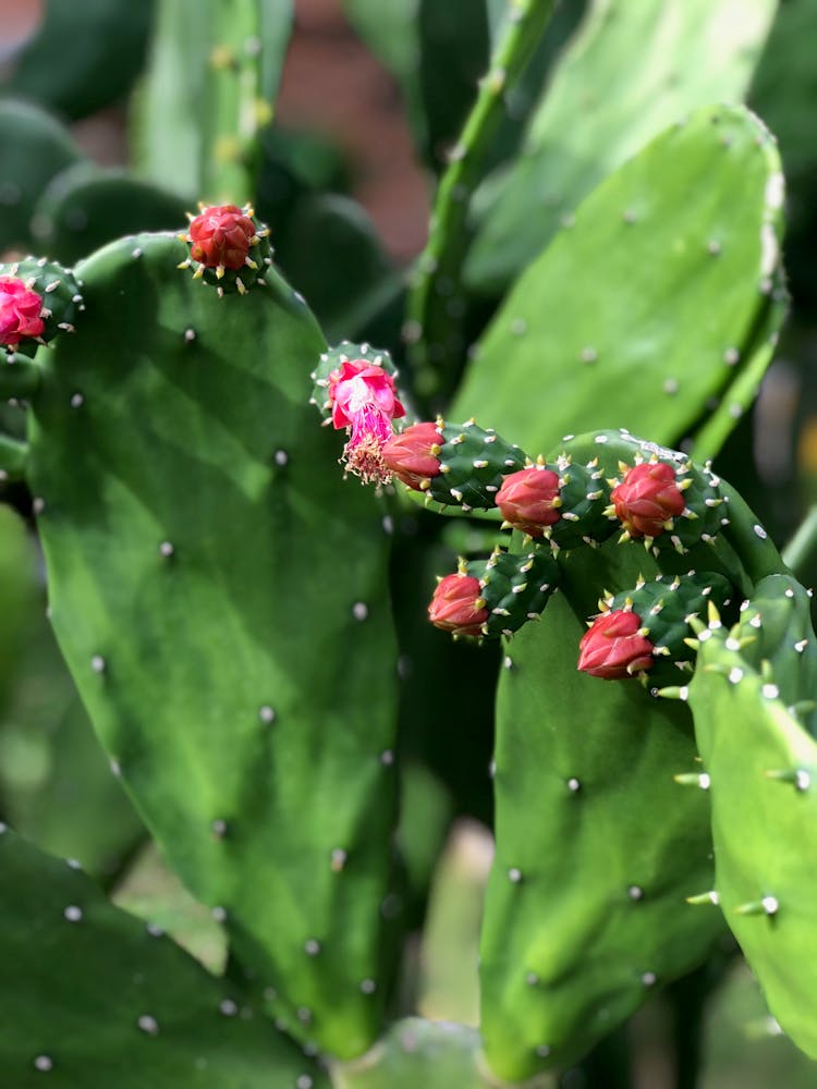 A Prickly Pear Cactus