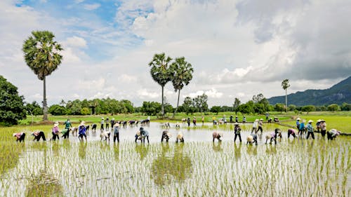 Foto d'estoc gratuïta de agricultura, camp d'arròs, camps de cultiu