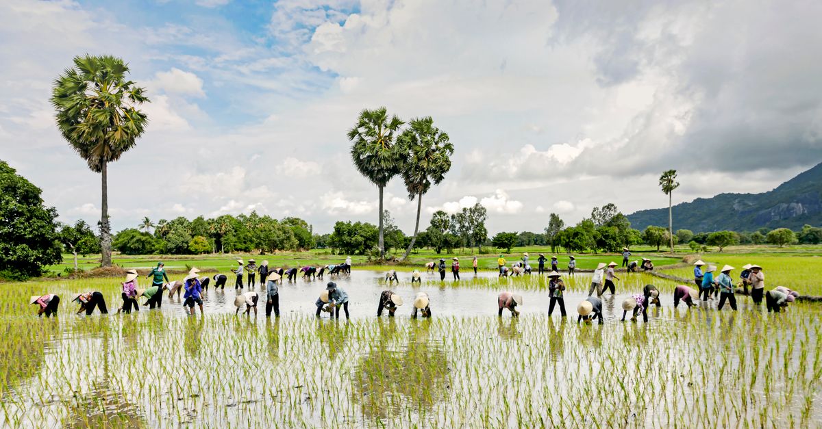 People Planting Rice · Free Stock Photo
