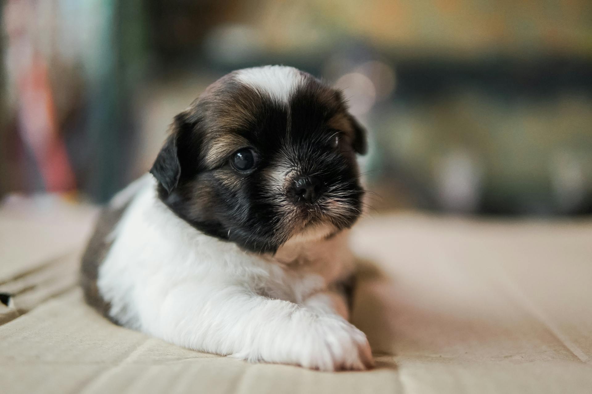 Een close-up van een Shih Tzu-puppy