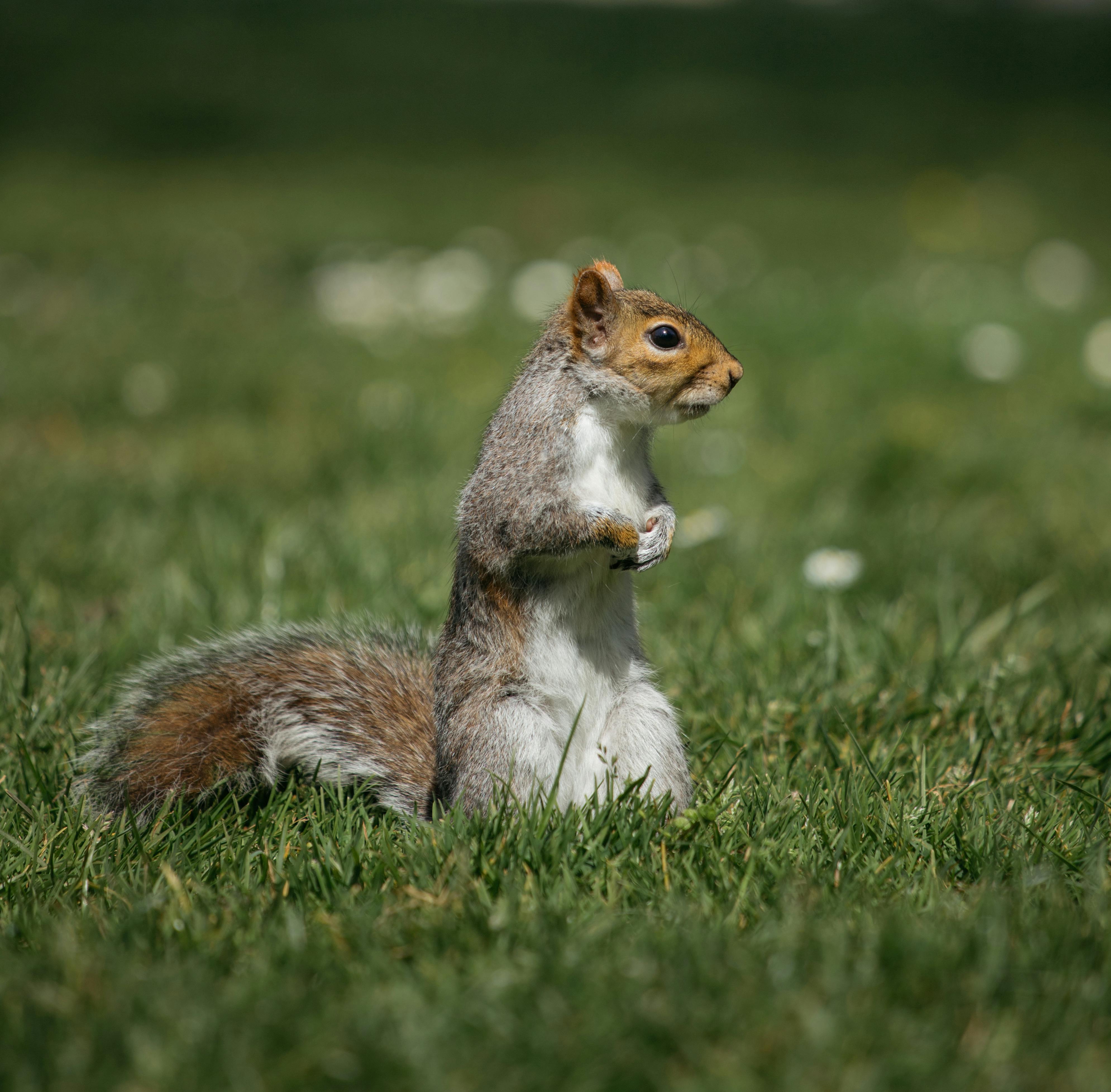 Бесплатные Стоковые Фото На Тему Sciuridae, Белка, Боке.