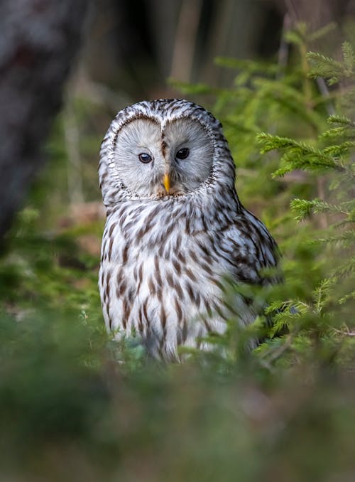 Foto profissional grátis de animais selvagens, animal, ave