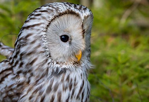 
A Close-Up Shot of an Owl