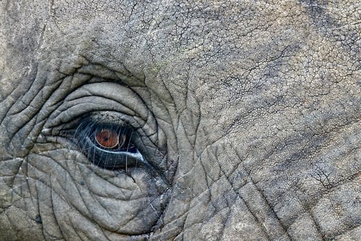 Detailed close-up of an African elephant's eye, showcasing skin texture in South Africa.