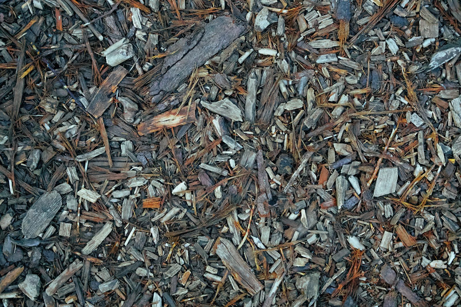 Close-up of wood chip mulch spread over a garden bed