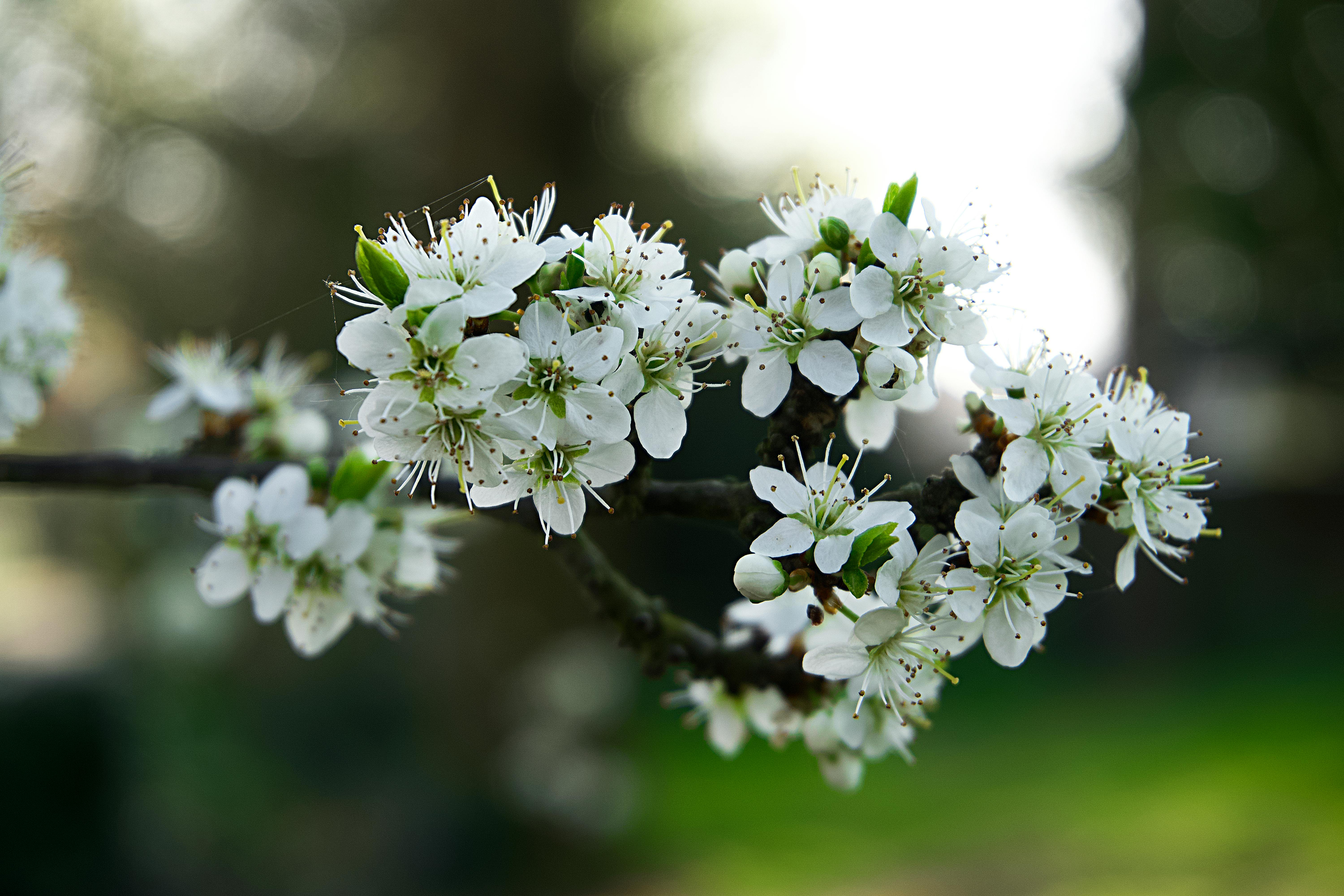 英国花园春季树枝上白花的特写