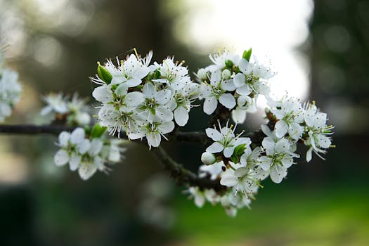 英国花园春季树枝上白花的特写