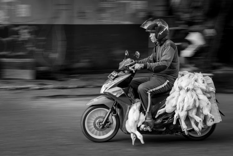 Ethnic Biker Riding Moped With Pile Of Dead Geese