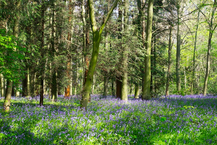 Bluebells In A Forest