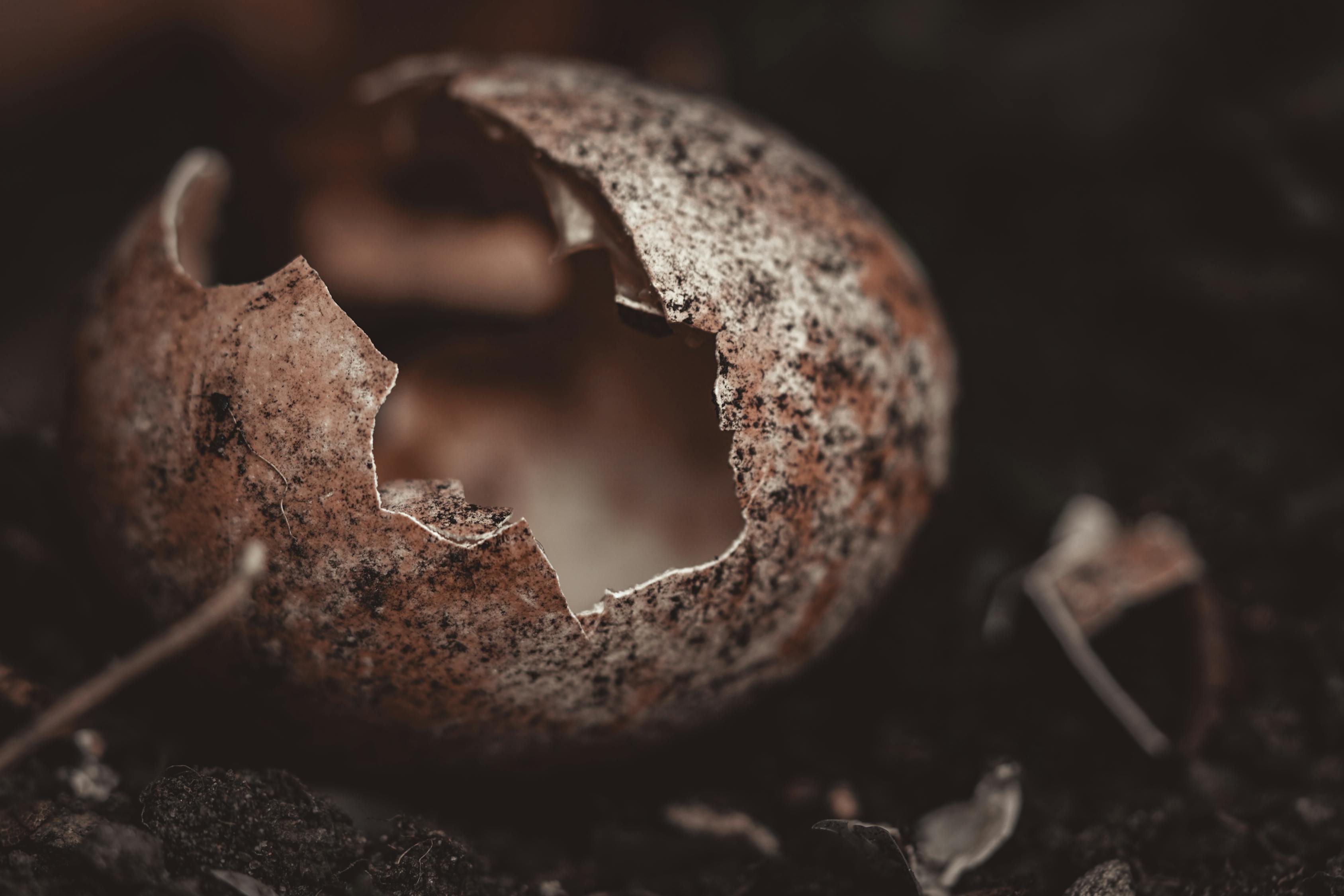 A Close-Up Shot of a Cracked Egg Shell · Free Stock Photo