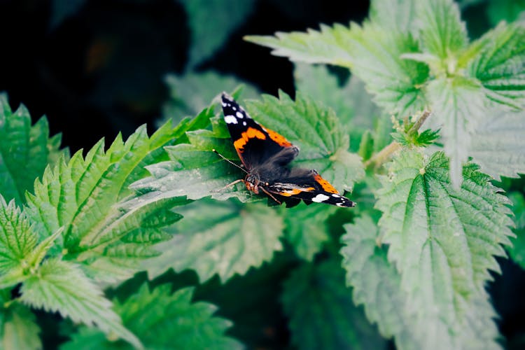 A Red Admiral Butterfly On A Nettle Leaf