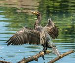 Back view of black shag with spread wings and thin long neck sitting on dry tree twig above river with rippled water and looking away in afternoon