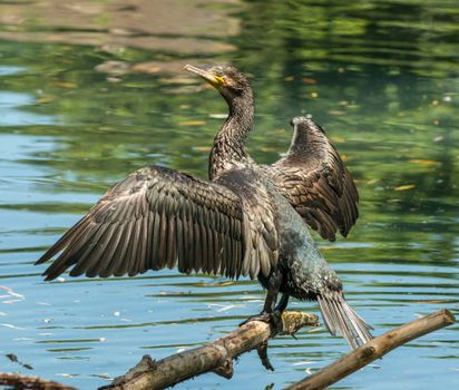 Back view of black shag with spread wings and thin long neck sitting on dry tree twig above river with rippled water and looking away in afternoon