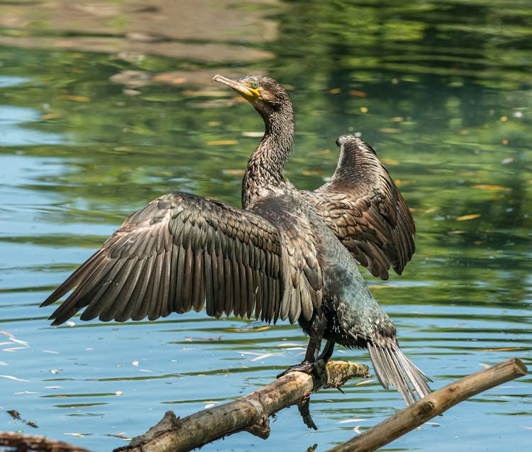 Great Cormorant Sitting On Tree Twig Near Pond