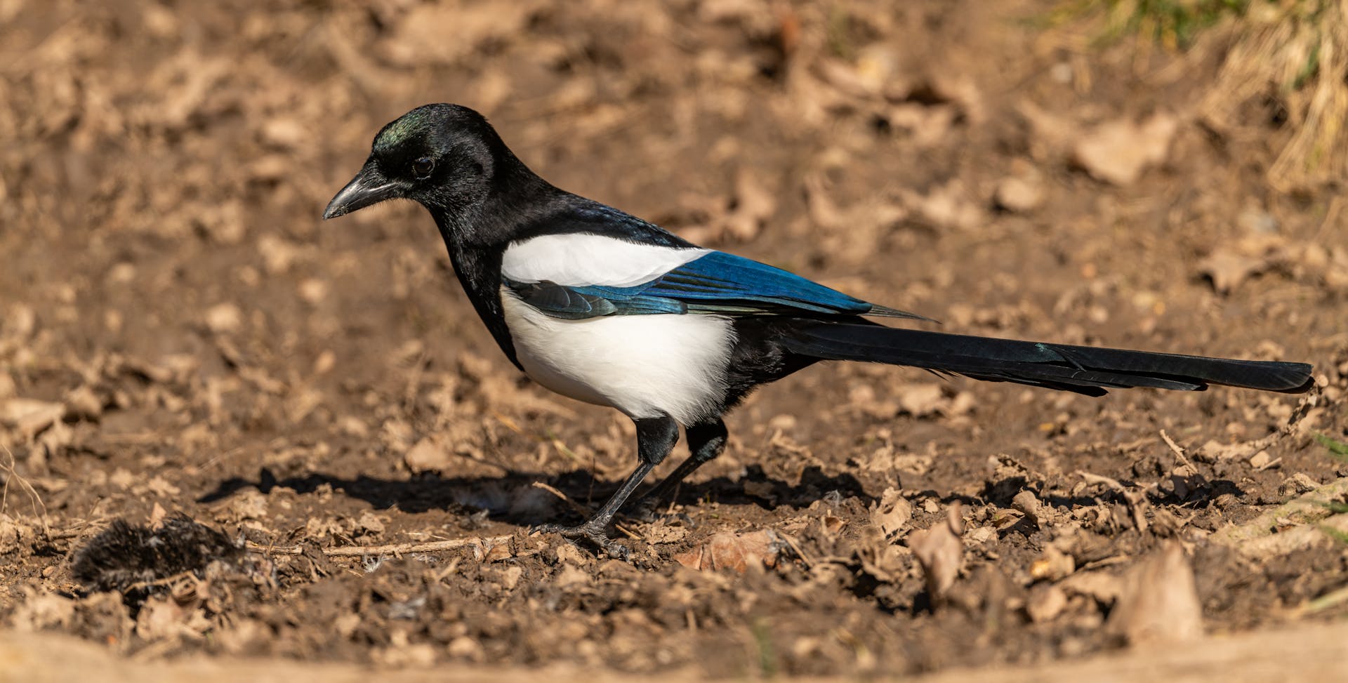 Side view of common magpie with black and white plumage and long tail standing on thin legs on uneven surface