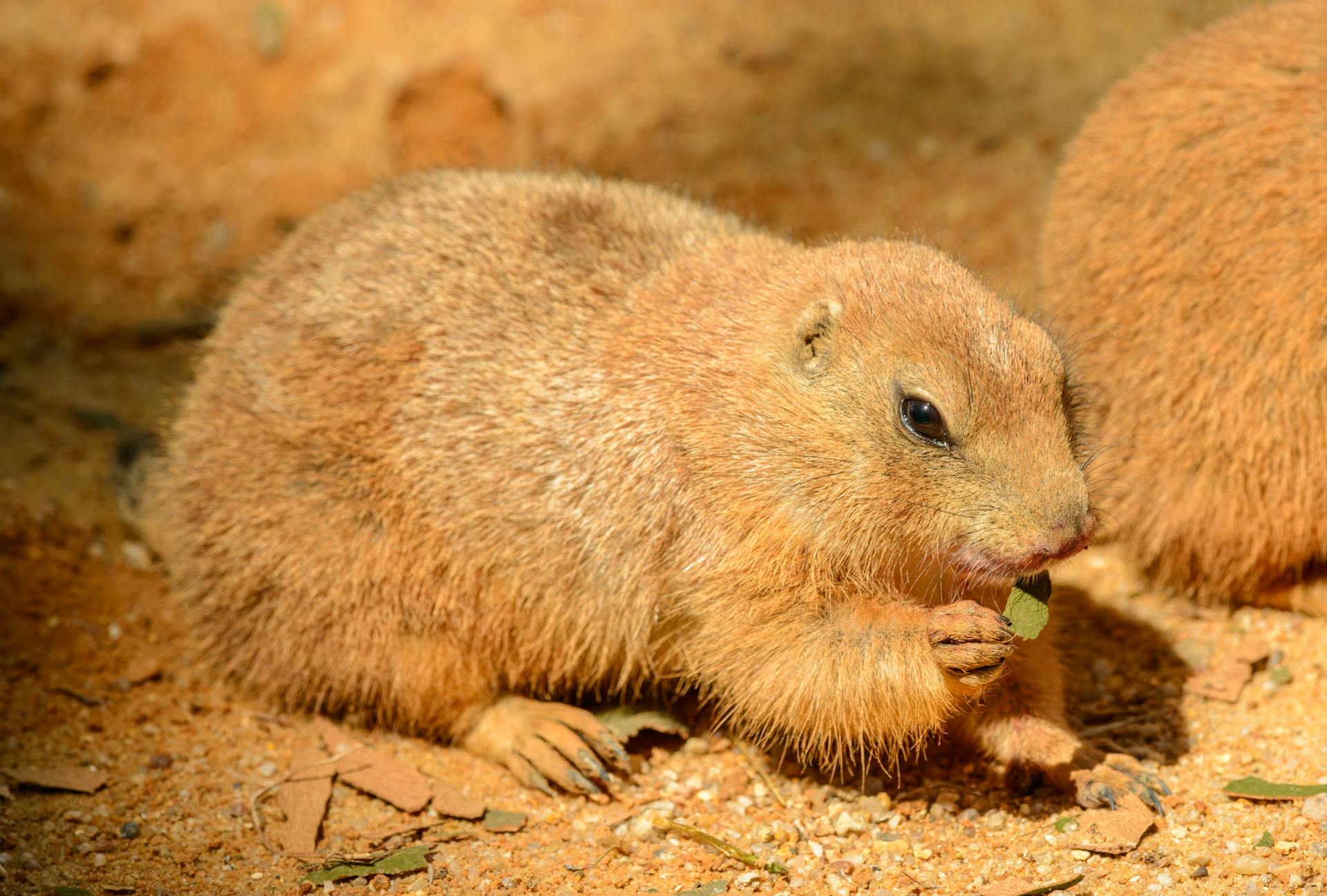 Prairie dog eating leaf on sandy terrain in zoo