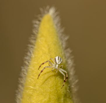 Predatory white spider with thin spotted legs and striped abdomen sitting on colorful fluffy blooming flower on beige background