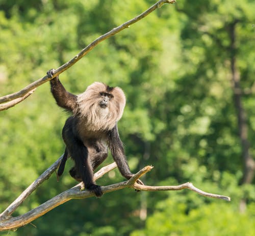 Free Monkey sitting on dry tree branch in zoo Stock Photo
