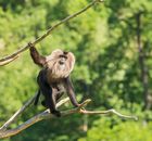 Monkey sitting on dry tree branch in zoo