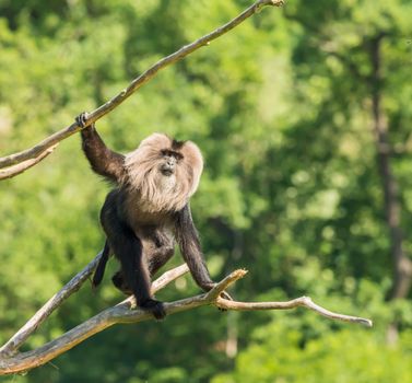 Monkey sitting on dry tree branch in zoo