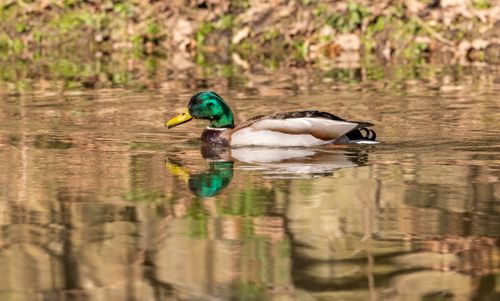 Free Side view of drake with green head and yellow beak reflecting in pond water while floating on surface in daylight Stock Photo