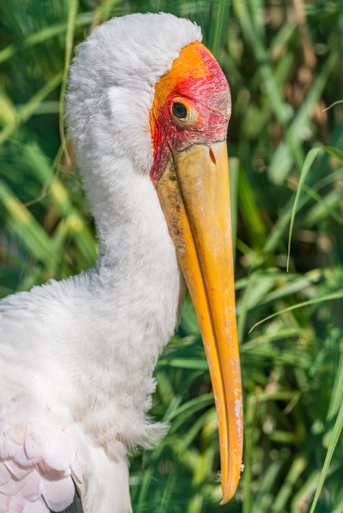 Free Side view of carnivorous bird with white plumage and long beak with thin neck standing near grass while looking at camera in zoological garden Stock Photo