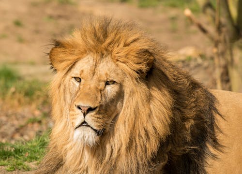 Powerful lion lying on grass in zoological garden
