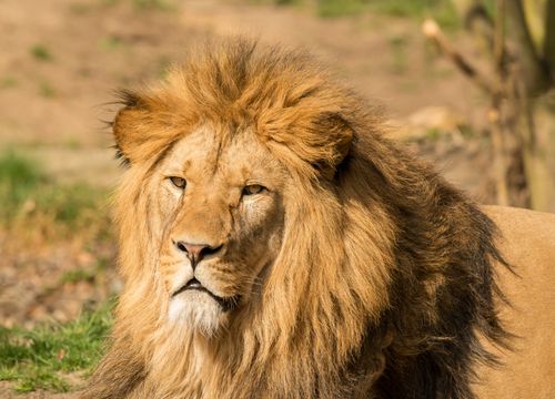 Free Strong lion with fluffy brown mane and serious gaze resting on sandy terrain with grass in zoo while looking away Stock Photo