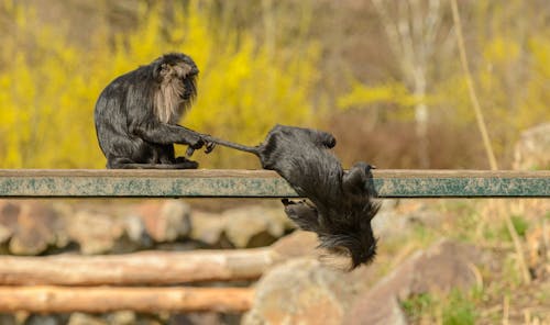 Free Lion tailed macaque holding primate companion by tail while sitting on horizontal beam and having fun together near stones and trees in daylight Stock Photo