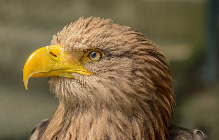 Sea Eagle With Bright Yellow Beak In Zoo