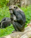 Thoughtful chimpanzee resting on dry tree trunk near bright grass