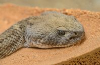 From above side view of poisonous snake with open eyes and oval shaped pupils resting on shabby surface in zoological garden