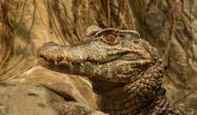 Dangerous crocodile head near stones in zoological garden