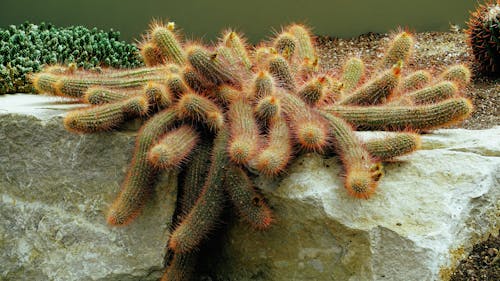 Gratis stockfoto met botanisch, cactusplant, detailopname