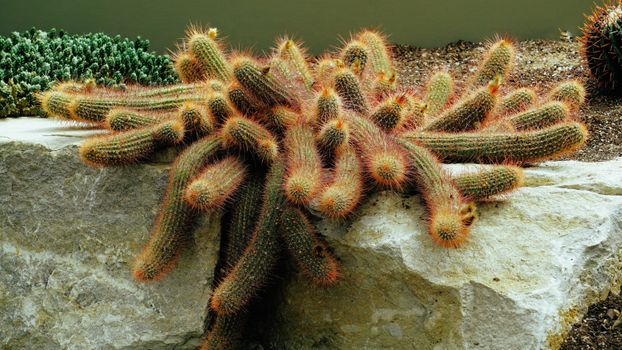 橙色穗状植物在岩石表面生长的详细视图