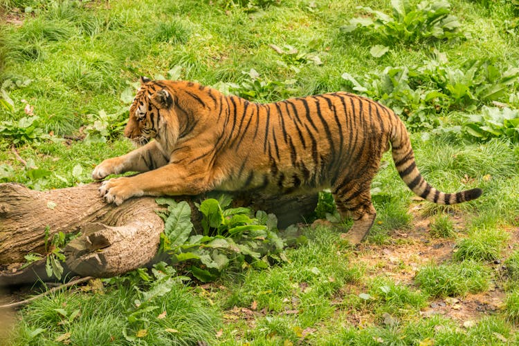 Tiger Sharpening Claws On Tree Trunk On Bright Green Grass