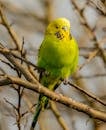 Colorful budgerigar with green and yellow plumage and small pointed beak sitting on dry tree branch in zoo