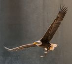 Big carnivorous bird with wide spread wings and pointed yellow beak flying with metal piece in legs near gray wall in zoological garden