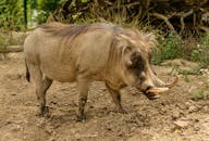 Side view of big warthog with spiky tusks and mane on back strolling on uneven surface near grass in daytime