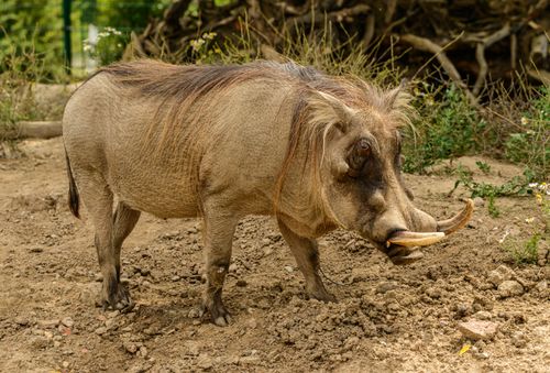 Free Side view of big warthog with spiky tusks and mane on back strolling on uneven surface near grass in daytime Stock Photo
