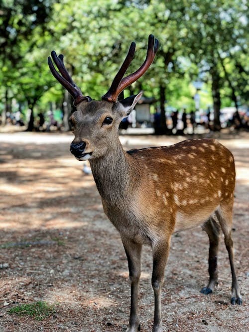 Close-Up Shot of a Roe Deer 