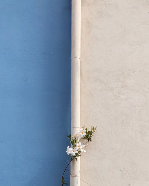 Gratis stockfoto met architectuur, blauw, bloemen Stockfoto