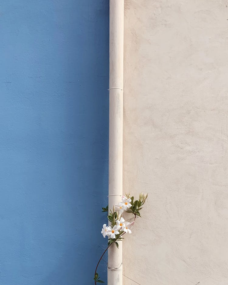 White Flowers Growing Around Gutter