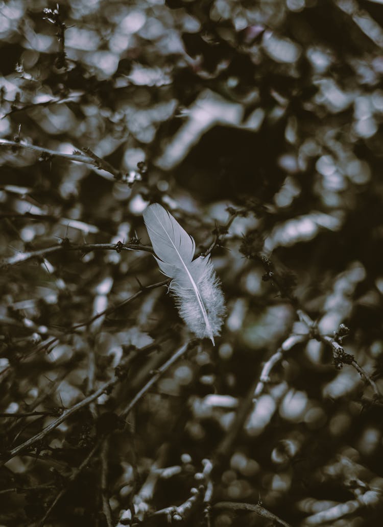 Tender Bird Feather On Dry Tree Branches In Park